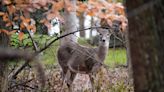 Deer-mating season is here: How to prevent deer collisions, what to do if it happens