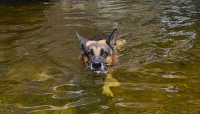 Dramatic Video Shows Man’s Efforts to Save Dog From the Hudson River