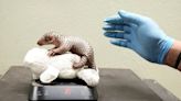 A second critically endangered Chinese pangolin is born in the Prague zoo in less than 2 years