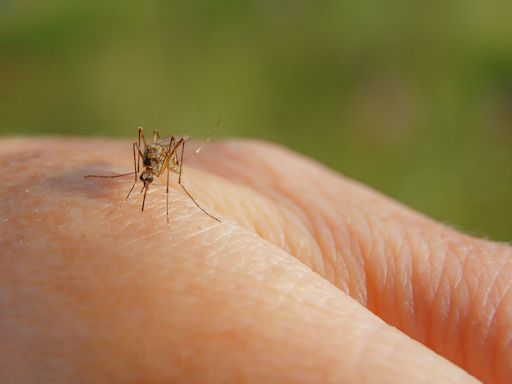 How to protect against West Nile Virus in Midland County