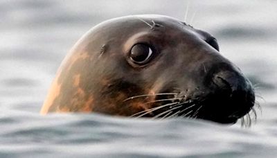 Waddi, la simpática foca que es la primera guía turística hecha por inteligencia artificial