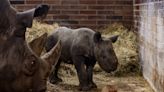 Nace Magashi, un rinoceronte negro oriental en peligro de extinción