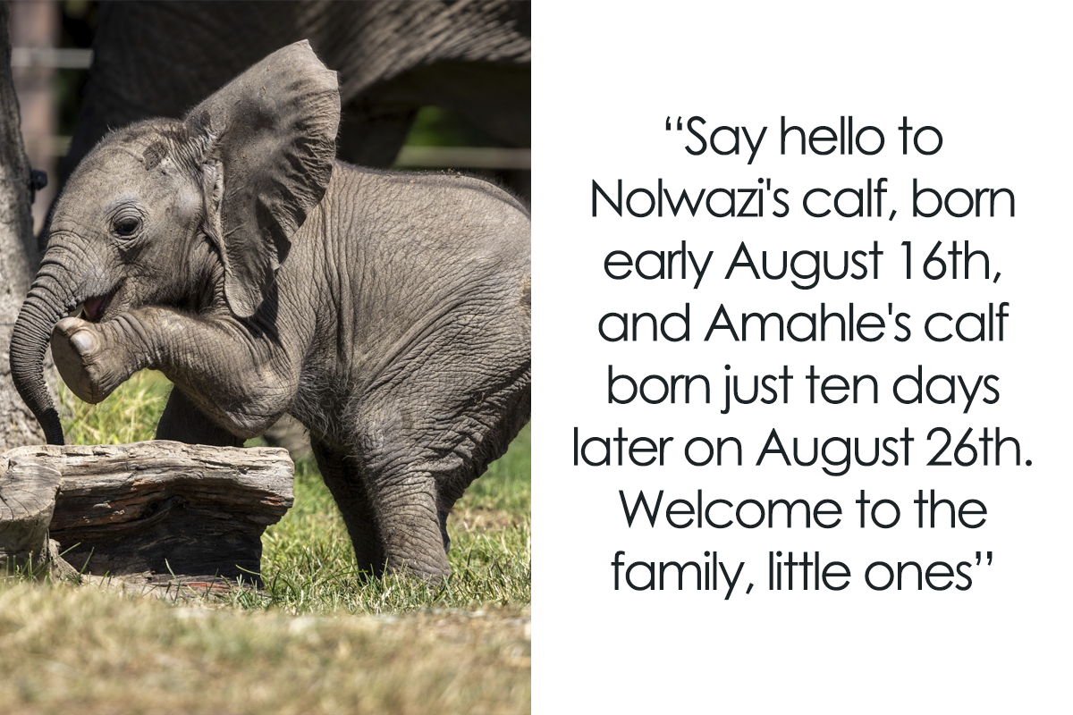 People Online Are Overtaken By The Cuteness Of These 2 Newborn Elephants At Fresno Zoo