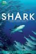 Shark (British TV series)