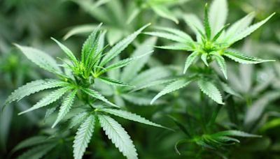 Pakistan Launches Regulatory Body For Cannabis Trade To Fuel Economic Growth