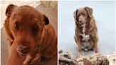 Bobi, el perro más longevo del mundo, muere a los 31 años y 165 días