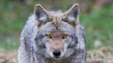 The coyotes of Manhattan: Meet New York City’s thriving wildlife underbelly