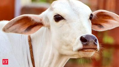 Haryana: Cow vigilante Bittu Bajrangi claims threat to life ahead of Nuh procession; juvenile held - The Economic Times
