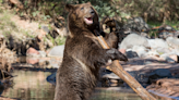 Grizzly Bears in Alaska ‘Waving’ to Say Hello Have People in Awe