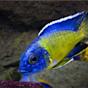 Blue Neon Cichlid