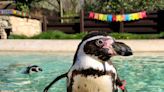 Muere "Rosie", pingüino de Humboldt más longevo del mundo