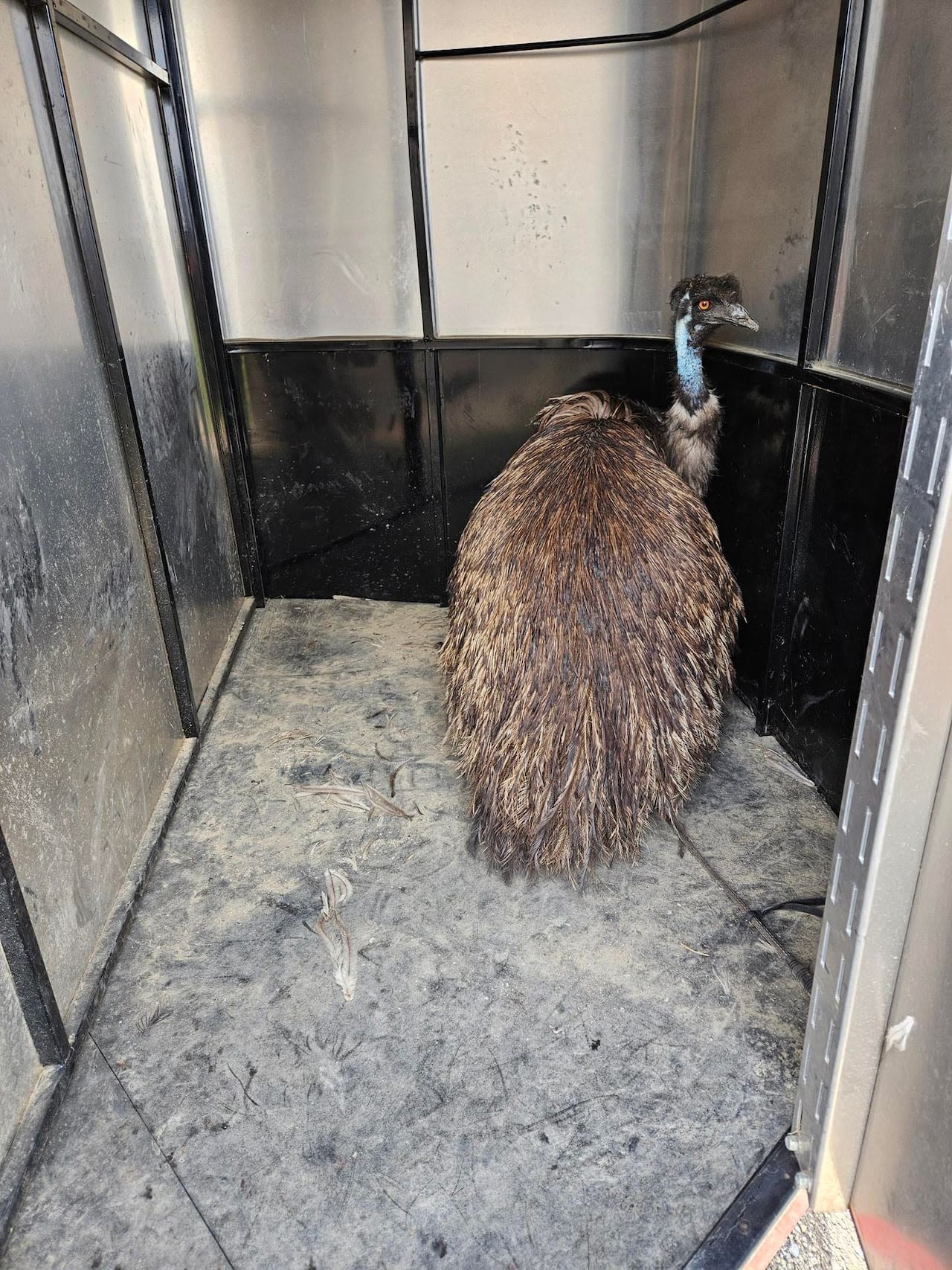 Emu named Keith finds forever home after southern Alberta highway stroll