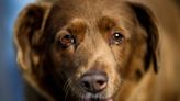 Bobi, the world's oldest dog, dies at 31