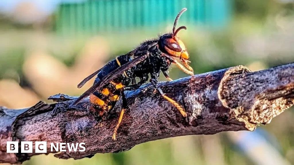 Asian Hornets survive UK winter for first time, DNA testing shows