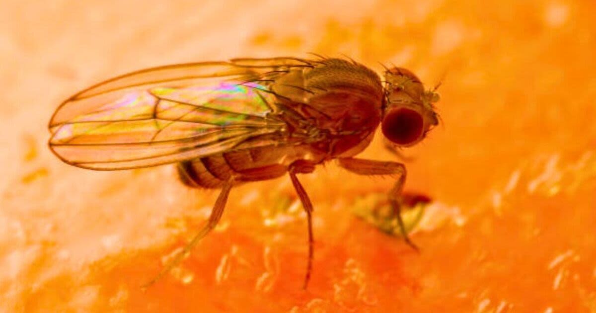 Get rid of fruit flies in 5 minutes with natural and effective homemade trap