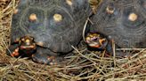 Rescataron y liberaron a más de 60 tortugas morrocoy y terecay en reserva natural del Meta