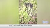 Bear spotted near Kentucky town