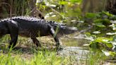 On National Alligator Day, UF/IFAS shares information on why it's great to be a Florida gator