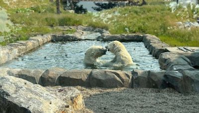 ‘I totally cried’: Condolences after Calgary polar bear’s sudden death | Globalnews.ca