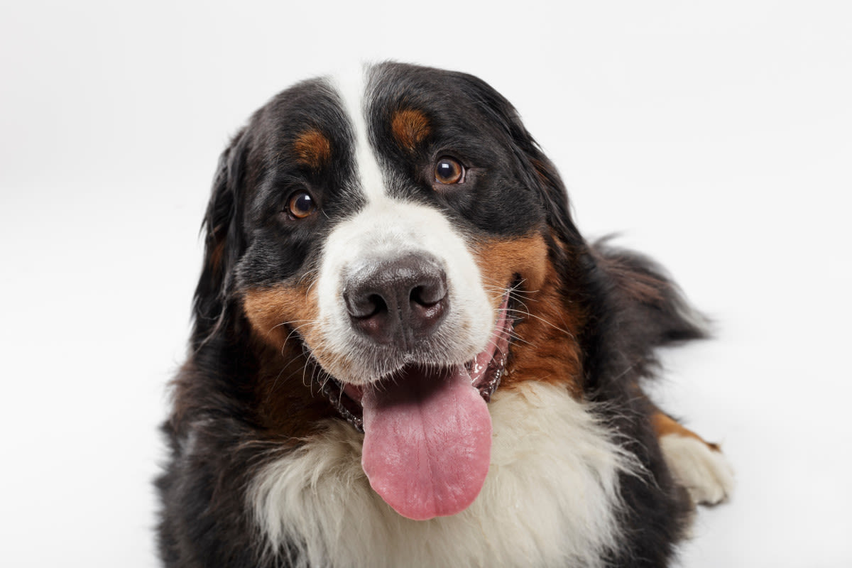 Mom Tries to Teach Bernese Mountain Dog to Speak and Her Reaction Is Adorable