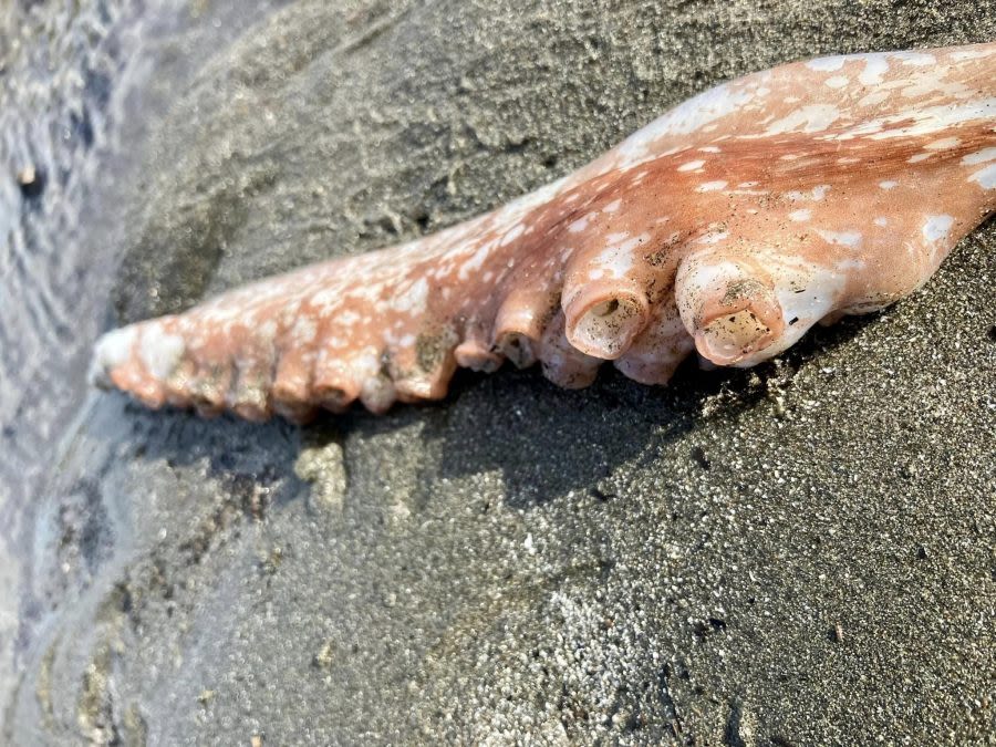 PHOTOS: Giant Pacific octopus tentacles wash up on the Oregon Coast