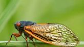 Periodical cicadas may be dying off, but their effects may linger through next summer