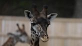 Baby giraffe at Seneca Park Zoo named after park designer