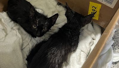 Three kittens rescued after being thrown into porta-potty in North Chicago