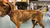 Owners in court after keeping large dogs in their small London flat