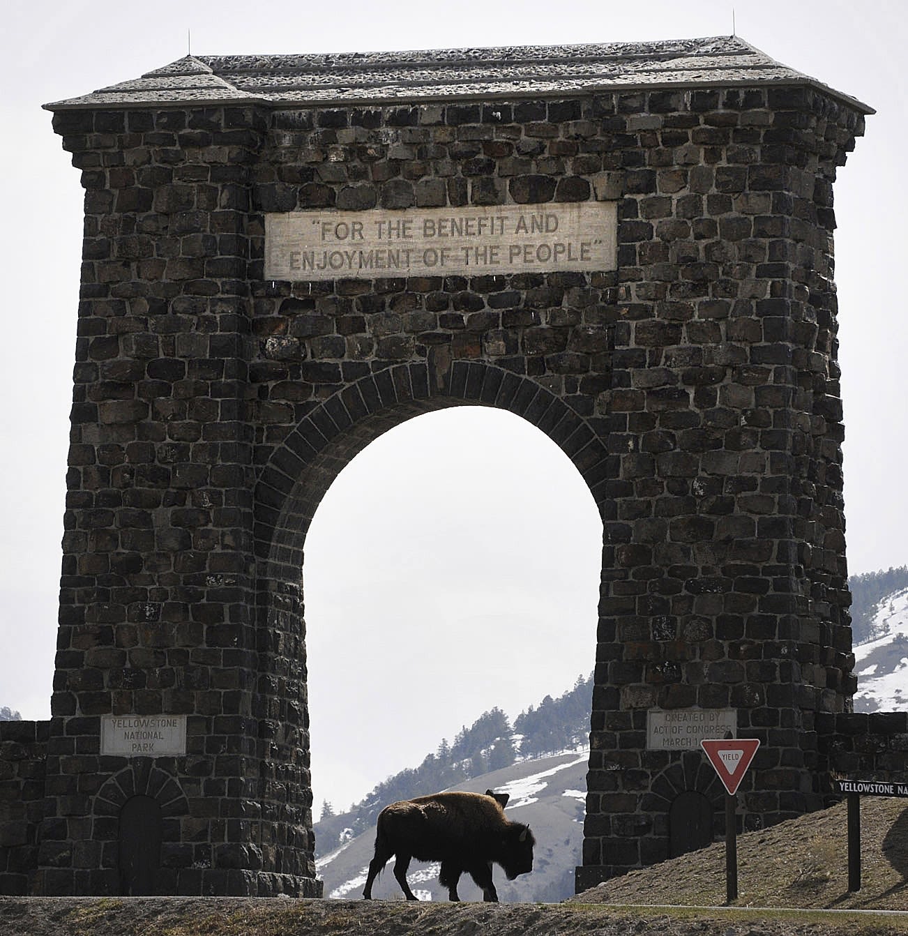 Animal groups are urging tourists not to visit Wyoming after a man hit a wolf then took it to a bar - WTOP News