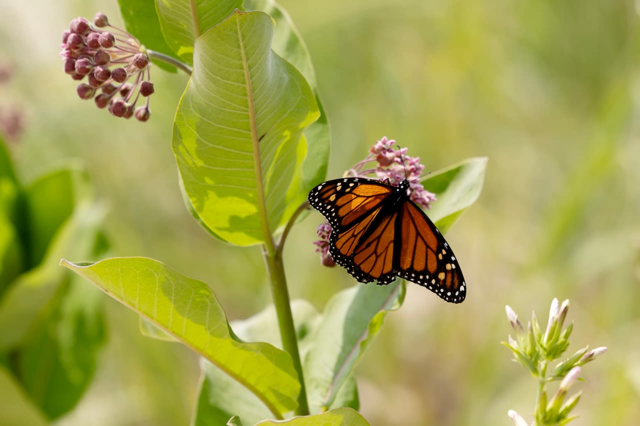 Want to help monarch butterflies? Plant milkweed