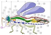 Insect morphology