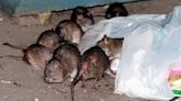 War on rats: Could birth control be the antidote to New York’s rodent problem?