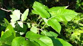 Here's how you can identify and control poison ivy, oak and sumac in your yard