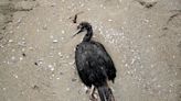 La estampa de muerte que deja la gripe aviar en bellas playas del Pacífico