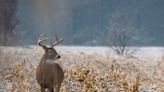 Here's how to prepare for deer gun hunting week in Ohio