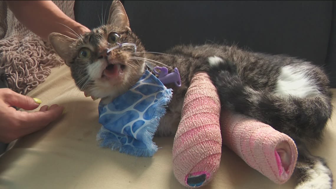 Cat allegedly thrown from balcony in Minneapolis recovering