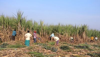 India to extend sugar export ban to boost local supplies, ethanol output, sources say