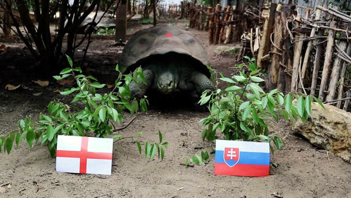 Watch: London Zoo tortoise Priscilla predicts winner of England Slovakia Euro 2024 knock-out match