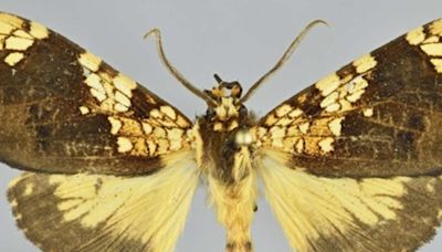 Descubren una nueva especie de mariposa en el Machu Picchu