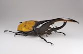 Hercules beetle