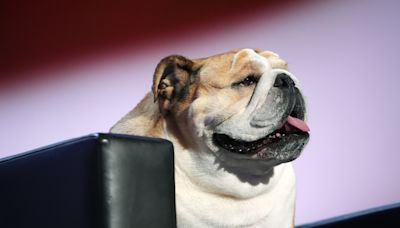 Who is Babydog? W.Va. Gov. Justice brings his canine sidekick to the RNC stage.