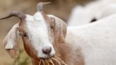 Why are goats used for wildfire prevention in California?