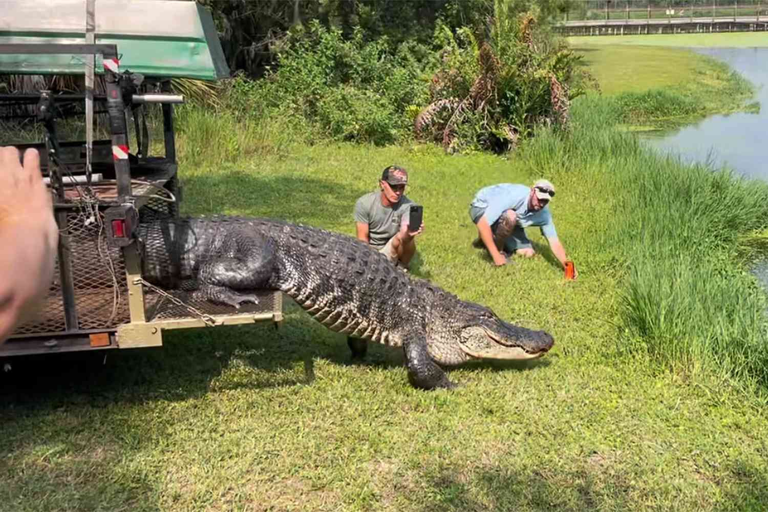 12-Foot Alligator Caught Blocking Planes at Air Force Base Returns to Cause Chaos After Relocation