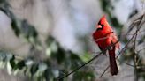 Master Gardener: How to encourage more birds to visit your garden