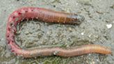 'Boring,' 'damn ugly,' 'pretty gross': These are words that describe the lugworm