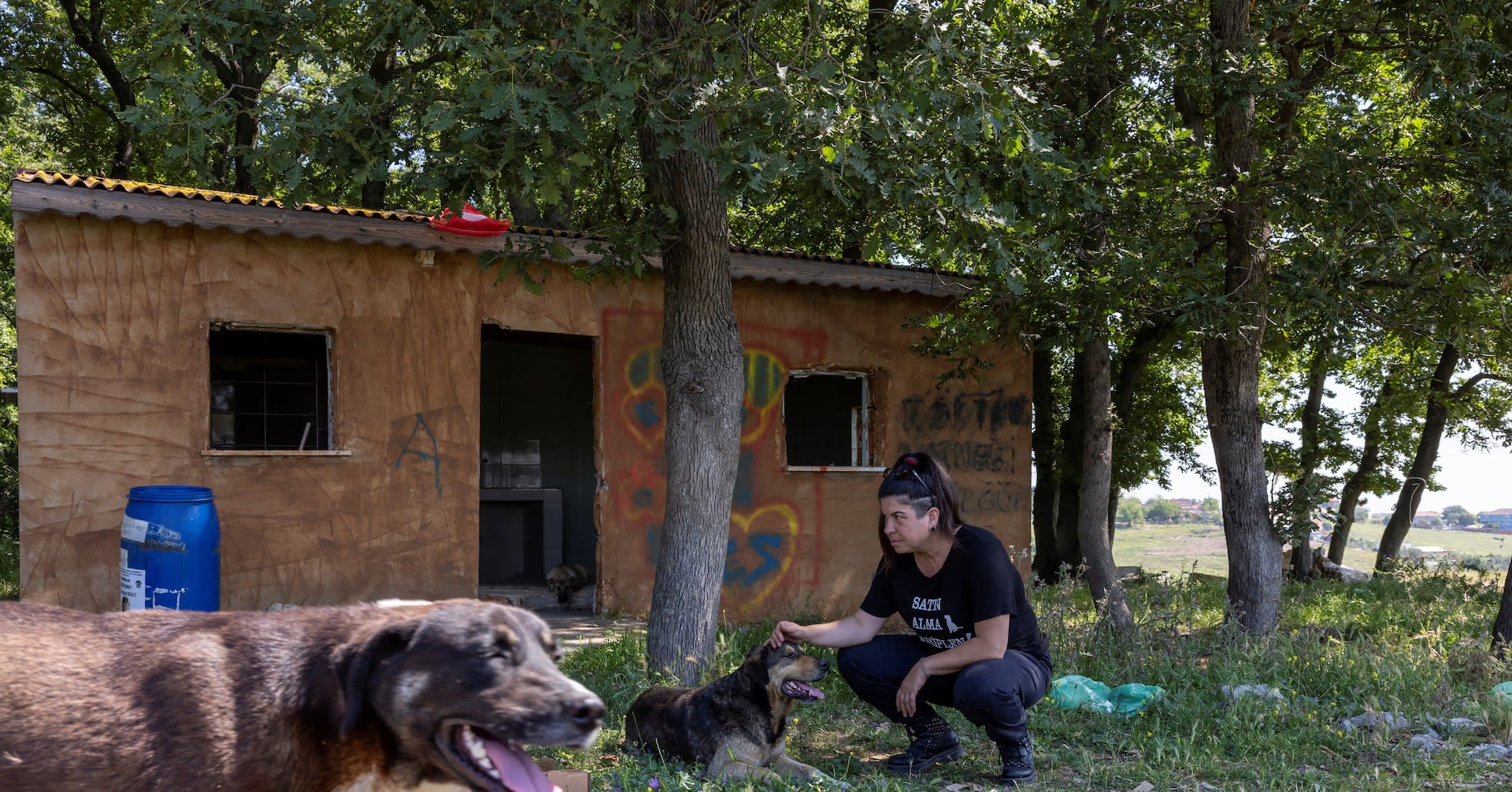Turkey's plan to get stray dogs off streets touches raw nerve