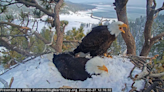 Eagle cam livestream: Watch as world awaits hatching of bald eagle eggs in Big Bear Valley