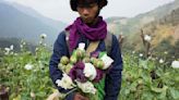 Myanmar opium cultivation surged 33% amid violence, UN finds