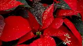 It's poinsettia season and partnerships will make your holidays beautiful